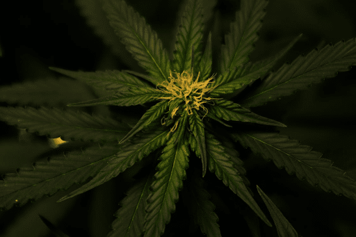 New Delaware Cannabis Laws Prompts Need for Enhanced ID Verification Methods